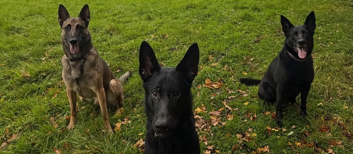 Three of Jordan's dogs sitting in a field on an autumn day
